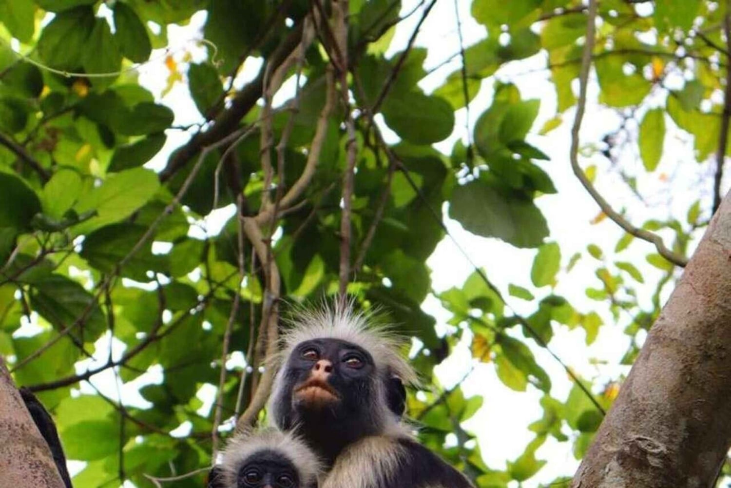 Занзибар: лес Джозани, пещера Суахили и пляж Мтенде