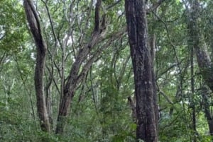 ZANZIBAR : FORÊT DE JOZANI, NAGE AVEC LES TORTUES MARINES ET EXCURSION EN KAYAK