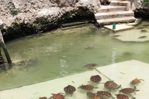 ZANZIBAR : FORÊT DE JOZANI, NAGE AVEC LES TORTUES MARINES ET EXCURSION EN KAYAK