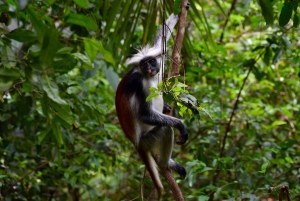 Zanzíbar: tour por el bosque de Jozani y colobos rojos
