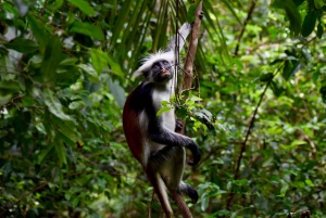 Zanzíbar: tour por el bosque de Jozani y colobos rojos