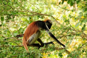 Zanzibar: Tur i Jozani-skogen og utflukt til krydderfarm med lunsj