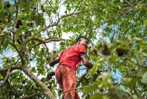Zanzibar: Tur i Jozani-skogen og utflukt til krydderfarm med lunsj