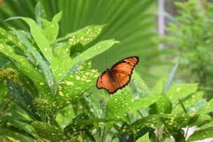 Занзибар: тур по лесу Джозани и тур по ферме специй с обедом