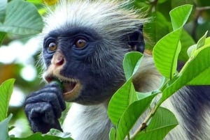 ZANZIBAR: Tur i Jozani-skogen med en profesjonell guide