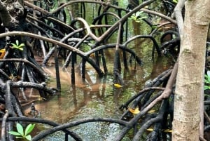 ZANZIBAR: Tur i Jozani-skogen med en profesjonell guide