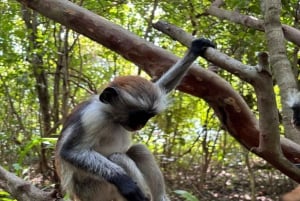 ZANZIBAR: Tur i Jozani-skogen med en profesjonell guide