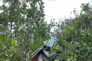 ZANZIBAR: Tur i Jozani-skogen med en profesjonell guide