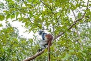 ZANZIBAR: Tur i Jozani-skogen med en profesjonell guide