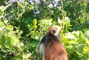 ZANZIBAR: Tur i Jozani-skogen med en profesjonell guide