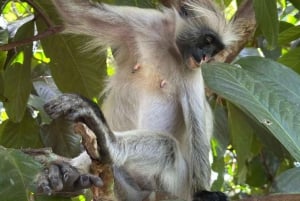 ZANZIBAR: Tur i Jozani-skogen med en profesjonell guide