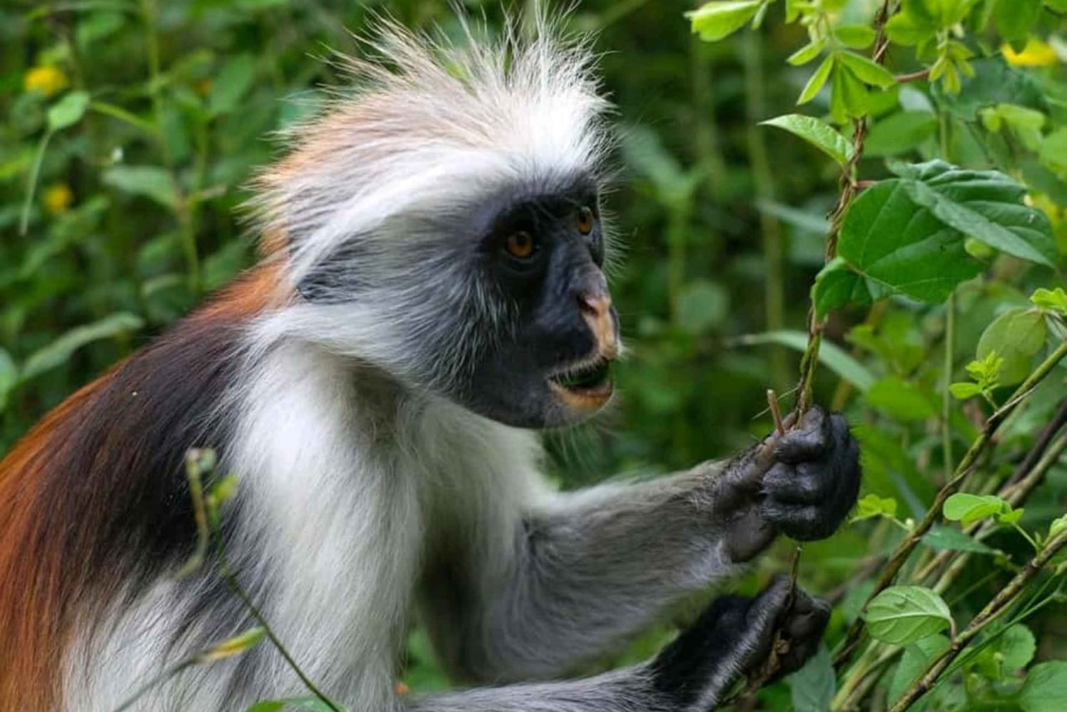 Zanzibar: ontdek het Jozani Forest