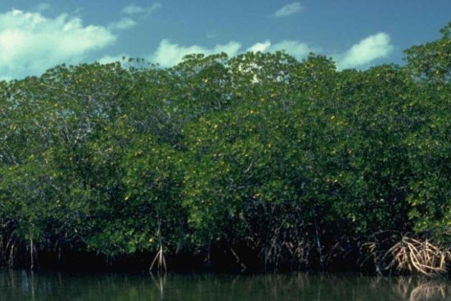 ザンジバル：ジョザニ森林ツアー
