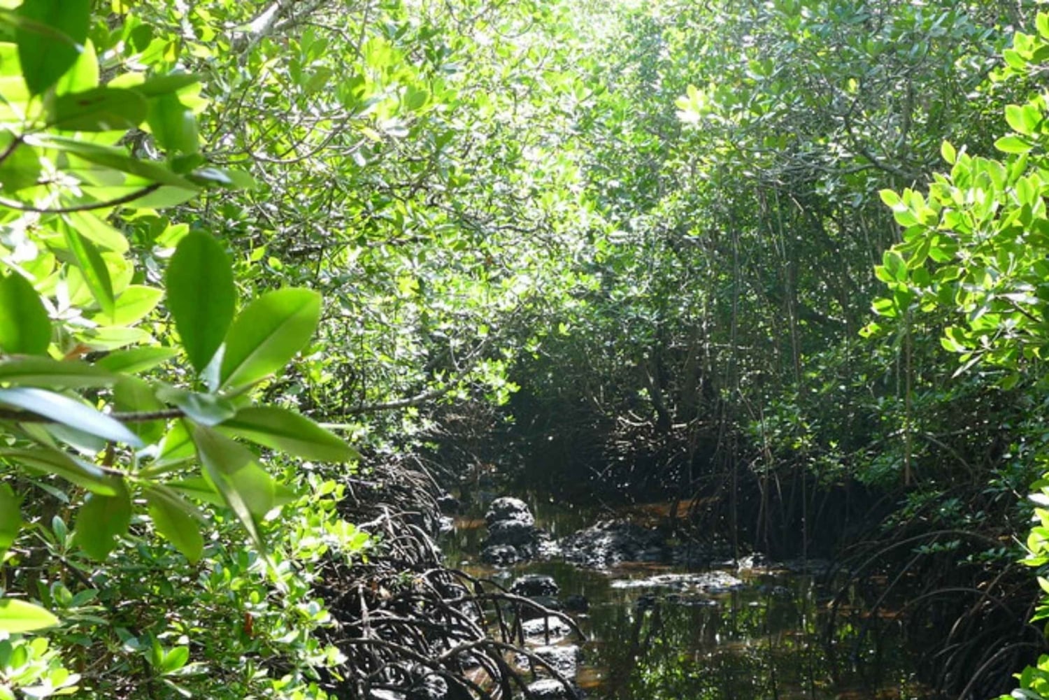ザンジバル：ジョザニ森林ツアー