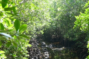 ザンジバル：ジョザニ森林ツアー