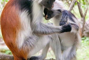 Zanzibar : forêt de Jozani, village et centre des papillons