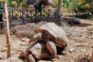 Zanzibar : forêt de Jozani, village et centre des papillons
