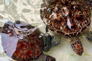 Zanzibar : forêt de Jozani, village et centre des papillons