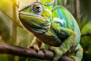 Zanzibar : forêt de Jozani, village et centre des papillons