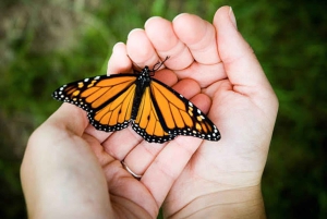 Zanzibar : forêt de Jozani, village et centre des papillons