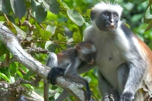 ザンジバル：ジョザニの森 コロブスザル観察ガイドツアー