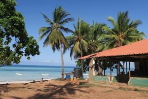 ザンジバル：ジョザニの森 コロブスザル観察ガイドツアー