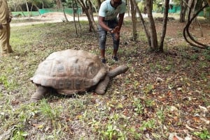 ザンジバル：ジョザニの森 コロブスザル観察ガイドツアー