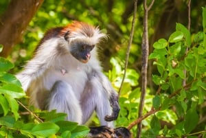 Zanzibar: Guidad tur i Jozani-skogen för att titta på Colobus-apor