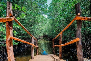 Zanzibar: Guidad tur i Jozani-skogen för att titta på Colobus-apor