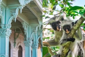 Zanzibar: Guidad tur i Jozani-skogen för att titta på Colobus-apor