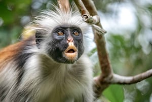 Zanzibar: Guidad tur i Jozani-skogen för att titta på Colobus-apor
