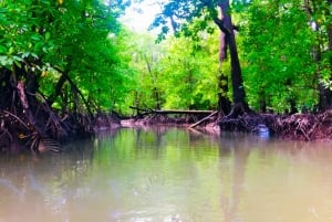 Zanzibar: Guidad tur i Jozani-skogen för att titta på Colobus-apor