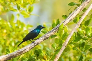 Zanzibar: Guidad tur i Jozani-skogen för att titta på Colobus-apor
