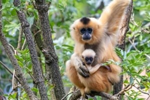 Zanzibar: Guidad tur i Jozani-skogen för att titta på Colobus-apor