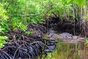 Zanzibar: Guidad tur i Jozani-skogen för att titta på Colobus-apor