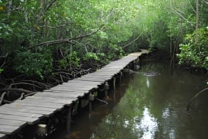 Zanzibar: Guidad tur i Jozani-skogen för att titta på Colobus-apor
