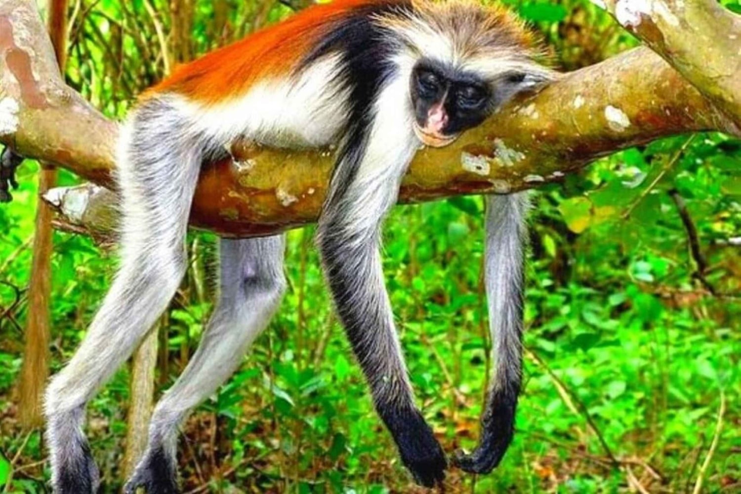 Zanzibar: Jozani Forest Watching Monkeys Half-Day Tour