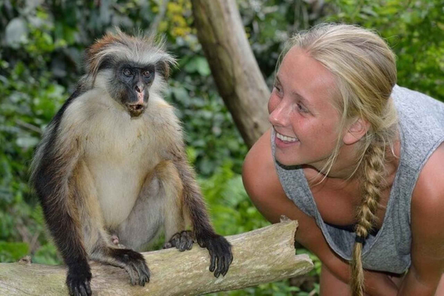 Zanzibar: Jozani Forest Watching Monkeys Half-Day Tour