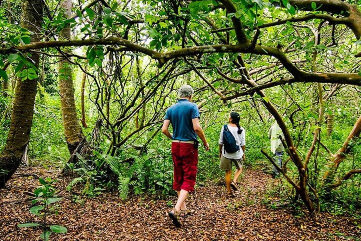 Zanzibar: Jozani Forest Watching Monkeys Half-Day Tour