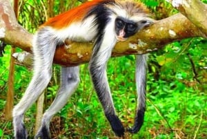 Zanzibar: Jozani Forest Watching Monkeys Halfdaagse Tour