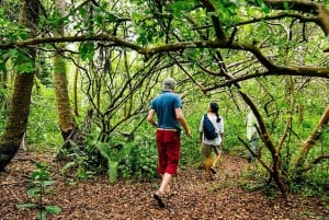 Zanzibar: Jozani Forest Watching Monkeys Halfdaagse Tour