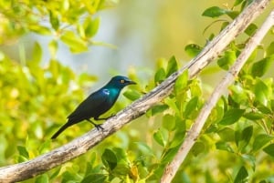 Zanzibar: Jozani Forest Watching Monkeys Halfdaagse Tour