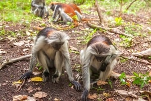 Zanzibar: Jozani Forest Watching Monkeys Halfdaagse Tour
