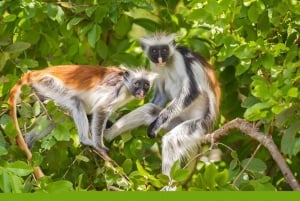 Zanzibar: Jozani Forest Watching Monkeys Halfdaagse Tour
