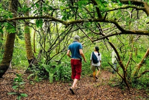 Zanzibar: Jozani Forest Watching Monkeys Half-Day Tour