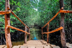 Zanzibar: Jozani Forest Watching Monkeys Half-Day Tour