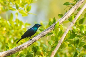 Zanzibar: Jozani Forest Watching Monkeys Half-Day Tour