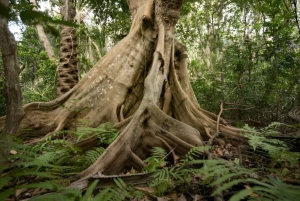 Zanzibar: Jozani Forest Watching Monkeys Half-Day Tour