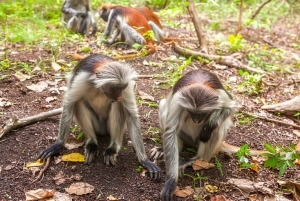 Zanzibar: Jozani Forest Watching Monkeys Half-Day Tour