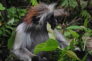 Zanzibar: Jozani-skogen med byvandring i Stone Town